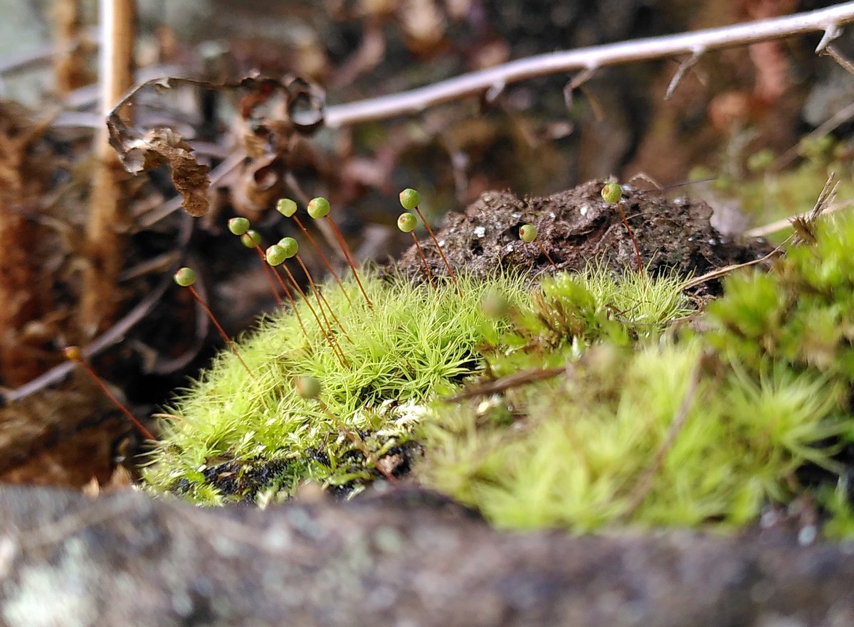 sjh220's tweet photo. Great day out with @ynuorg bryophytes section at Uldale in Yorkshire Dales. Lots of specimens to check later but easy to identify Bartramia pomiformis and B halleriana @BBSbryology @jallinson https://t.co/50mUdOVjEd