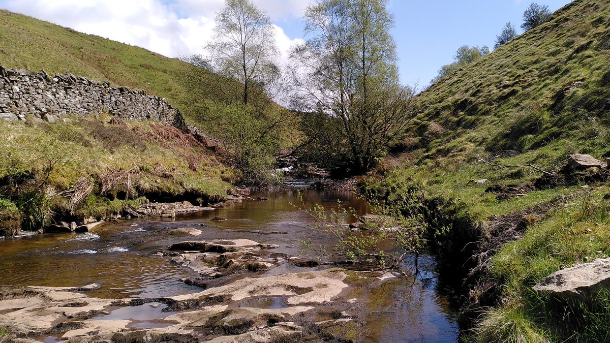 sjh220's tweet photo. Great day out with @ynuorg bryophytes section at Uldale in Yorkshire Dales. Lots of specimens to check later but easy to identify Bartramia pomiformis and B halleriana @BBSbryology @jallinson https://t.co/50mUdOVjEd
