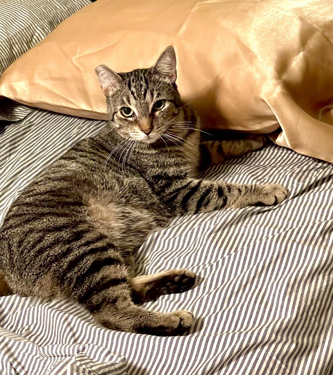 JoeHollywoodLA's tweet photo. Looks like Eddie appreciates the fresh new silk pillowcase I changed out before bed!
I Always change pillowcases after a #PicoLaser facial treatment or any #spafacial…apparently Eddie approves! 👍
#cat #Caturday #CatsOfTwitter #CatsOnTwitter #tabbycat #catlover #CatDad #CuteCats https://t.co/0WJ96JEu2f