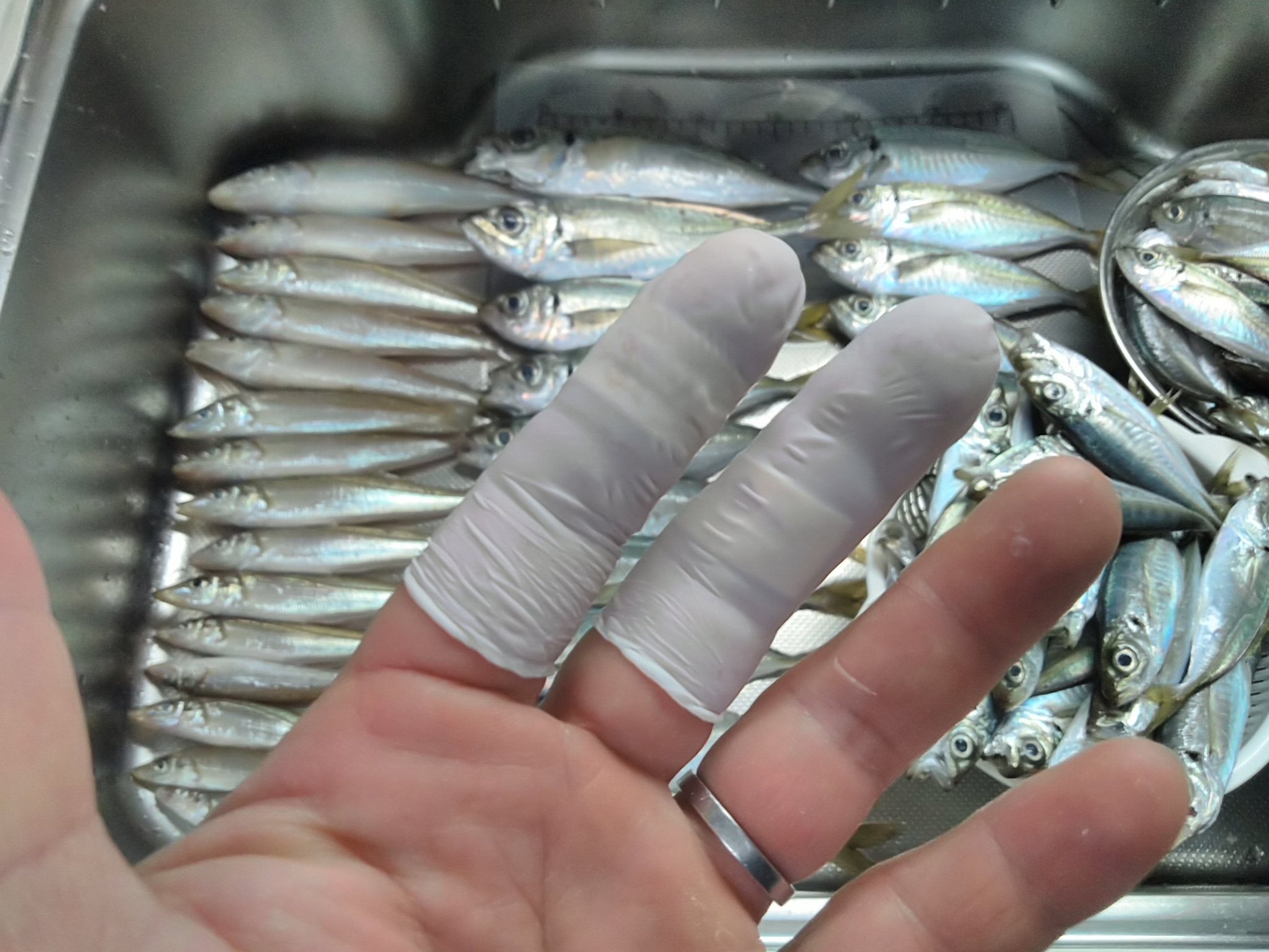 らくだ キスは下方修正の15匹でした 朝一番の魚の仕分け 最低限アジフライにできそうな小アジを処理すれば前半戦のストックができそうな予感 あとは捌きの集中力が持つか そして 捌く前に何故か包丁を握ってしまい血が止まらない失態 釣り アジ