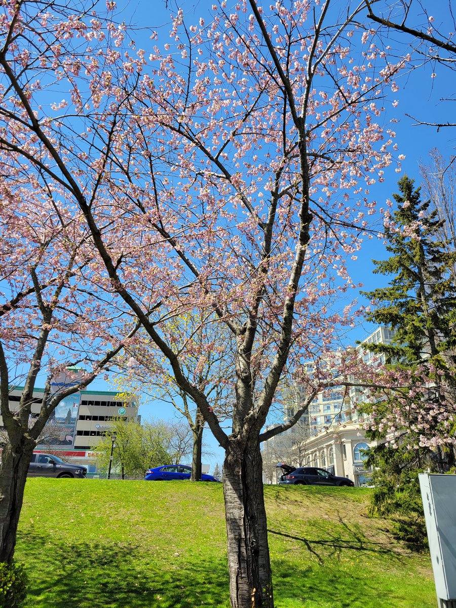 🌸 Lots of inquiries about the cherry blossoms. They are beautiful but not yet in full bloom in Spencer Smith Park. Today’s ☀️ will definitely help.🌸 #BurlON
