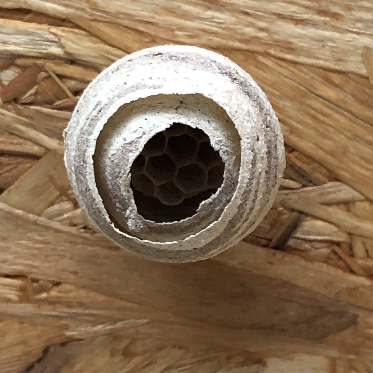 GabrielleLafra1's tweet photo. En dan zit er ‘ineens’ een klein rond propje onder de overkapping van een cm of 6 á 7 😲. Gemaakt in enkele dagen. Zo gedetailleerd… eigenlijk best heel knap.
Bij? Wesp?
#insect
#debij
#wesp https://t.co/dOSOEFllEZ