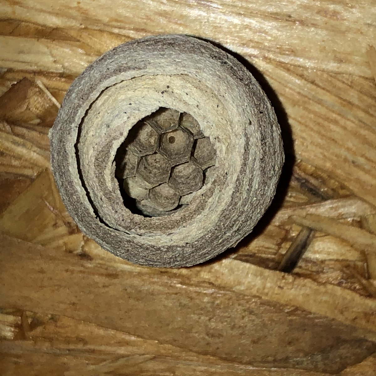 GabrielleLafra1's tweet photo. En dan zit er ‘ineens’ een klein rond propje onder de overkapping van een cm of 6 á 7 😲. Gemaakt in enkele dagen. Zo gedetailleerd… eigenlijk best heel knap.
Bij? Wesp?
#insect
#debij
#wesp https://t.co/dOSOEFllEZ