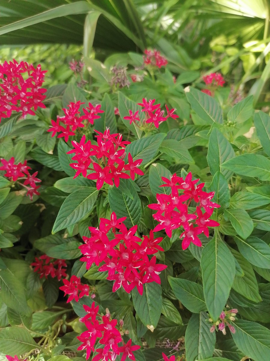 worldofnftt's tweet photo. A beautiful flower photo and only 0.1 etherium https://t.co/cs6SgP1q0G