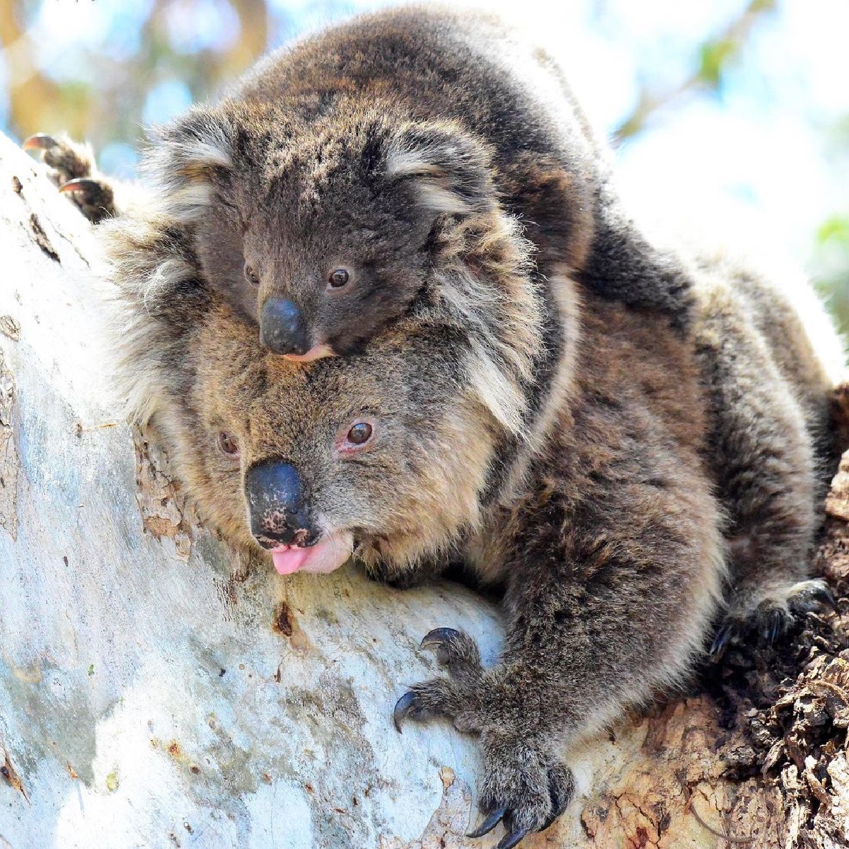 Australia's tweet photo. Because mums are simply the best! 📣💕
Happy Mother's Day from all the adorable little families who live on @southaustralia's #KangarooIsland, captured by IG/nikkiki73 🥰
#seeaustralia #seesouthaustralia #authenticki #holidayherethisyear https://t.co/p6l0uVPxC7