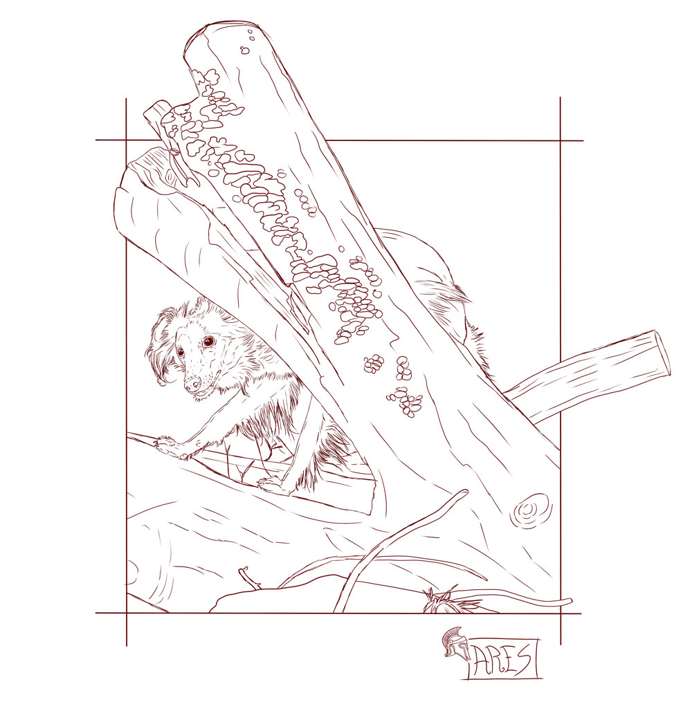 Ares33909104's tweet photo. Lineart of the dog of my best friend I wanna color with prisma color pencils.
#dog #whippet #windsprite #ArtistOnTwitter #animalart https://t.co/Qv1WHoUu8K