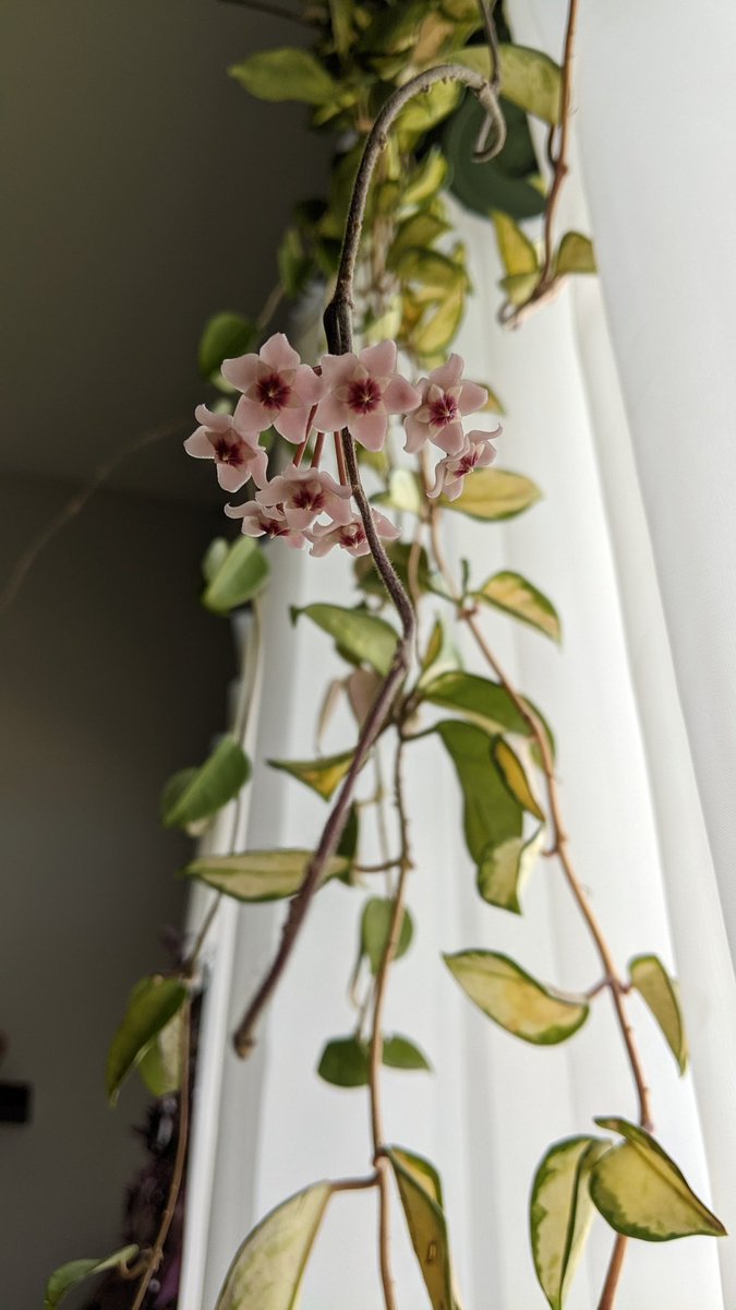 hortichriggs's tweet photo. My first Hoya bloom 💕💕💕💕💕 https://t.co/gQ0efsRfXk
