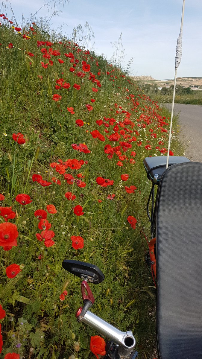 froilancan's tweet photo. #recumbent #trike poppy #aitona #RecumbentTrike https://t.co/MV7a11RJR2
