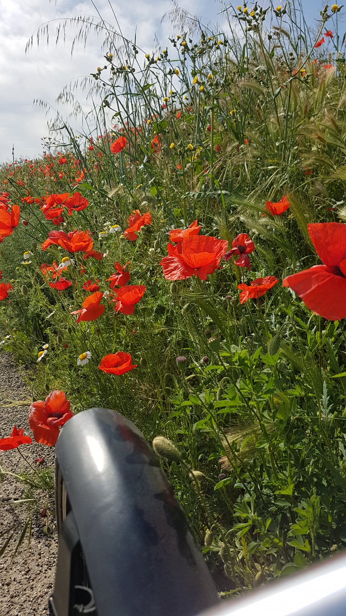 froilancan's tweet photo. #recumbent #trike poppy #aitona #RecumbentTrike https://t.co/MV7a11RJR2