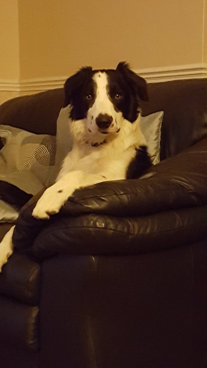 JonesVicki1's tweet photo. @luludoggo Hi Lulu, my name is Dodger. I like to watch the TV. My hooman parents love Las Vegas. Do you enjoy living there. Do you also like to watch TV? https://t.co/WJYpWDL6q9