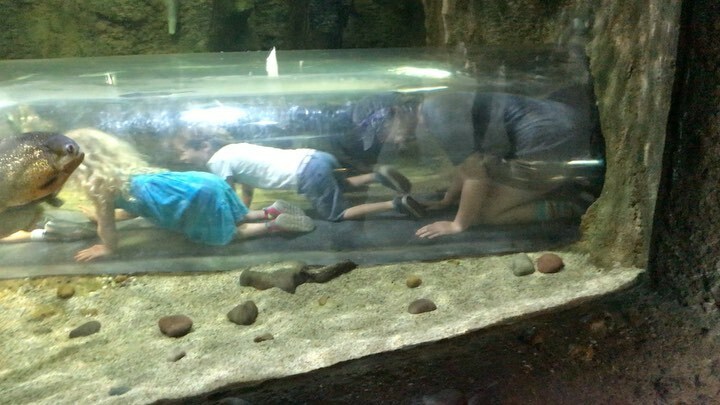 cookmsband's tweet photo. https://t.co/AAfQFjvsVQ the Sea 🌊 🐠🐟 #cookrangerband #houstonzoo #springtrip2022 https://t.co/LtkW49vvyw