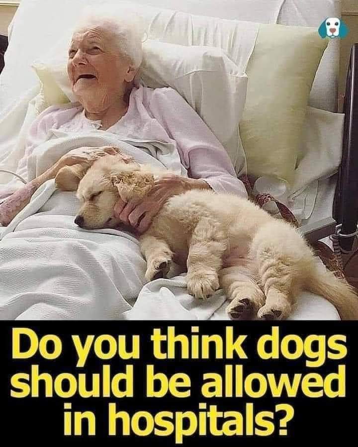 Do you think dogs should be allowed in hospitals ? 💛💛