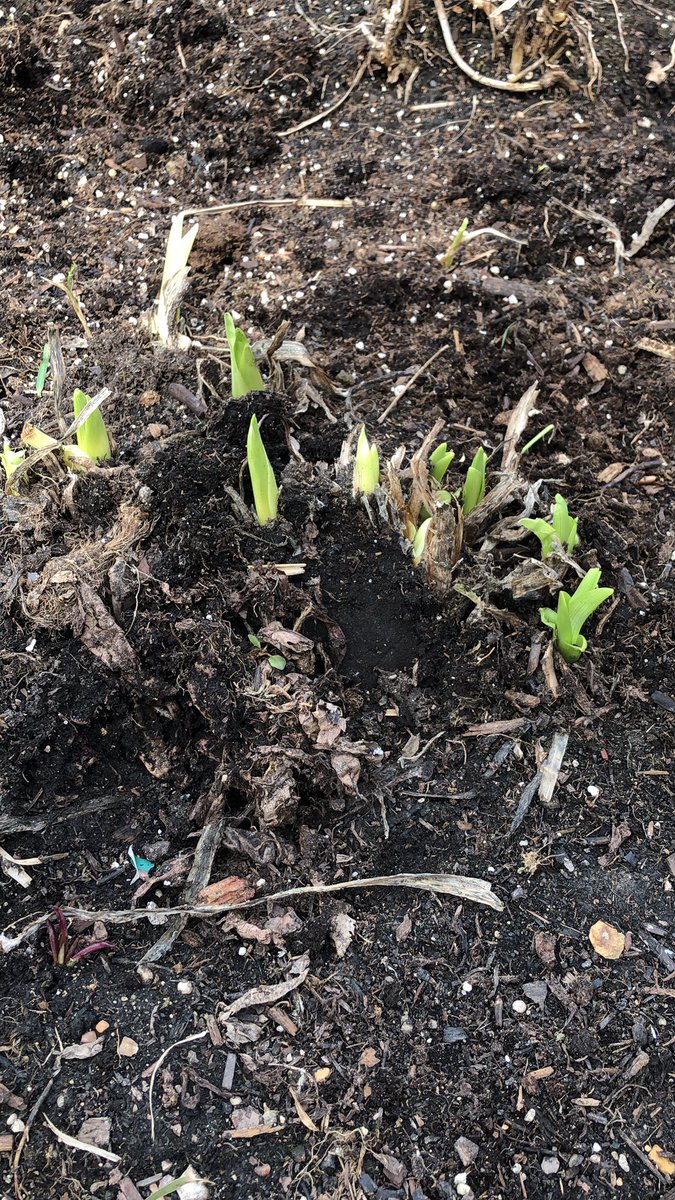 odingwall's tweet photo. After participating on an @OCUFA panel today, I cleaned up my flower beds. For some reason I didn’t do it last fall… I wonder what else I was up to? #umfa2021 
Winter might finally be over in #winterpeg? #winterpegmanisnowba #arrivalofspring https://t.co/Wd8neZI1Kx