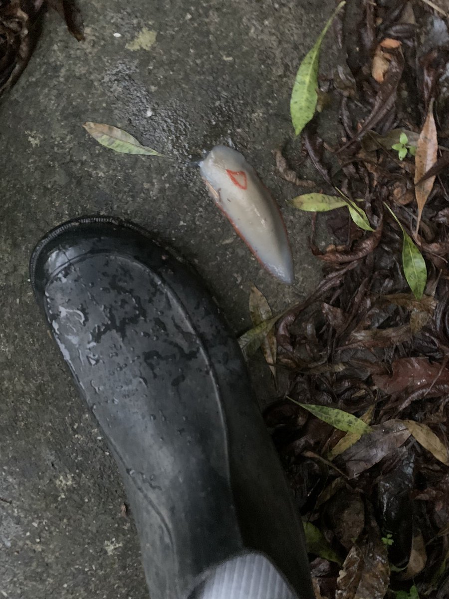 HomesAtMetacoda's tweet photo. Nice to see the native red triangle slug out in the garden again with the rainy weather.
https://t.co/ogVgXmr43g
#redtriangleslug #slug #garden #brisbane #viewsofbrisbane https://t.co/bGplmOluOY