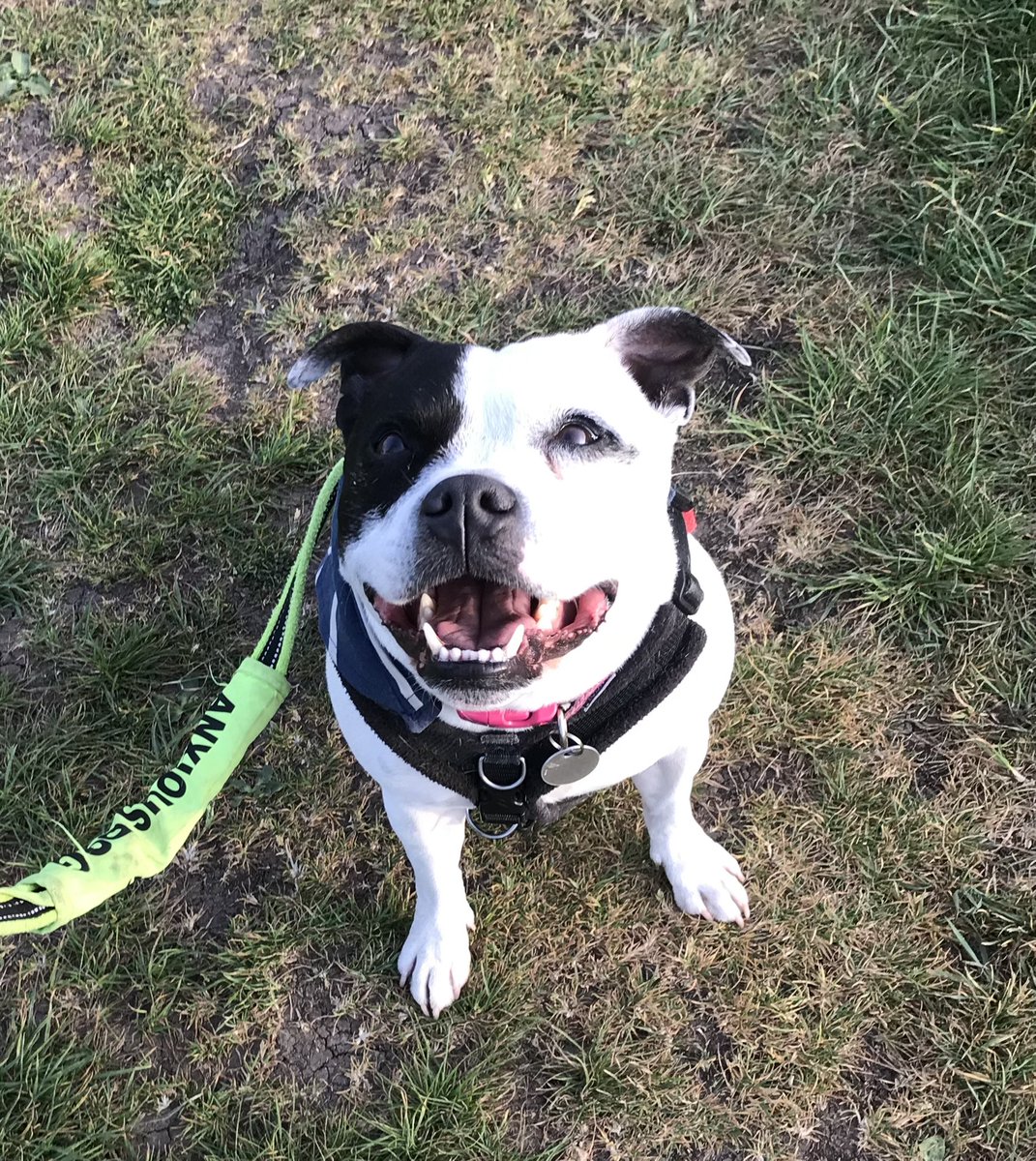 Happy #StaffieSaturday pals! I’ve had a lovely day. We sat in the garden in the sunshine lots, had a long walk on the fields (where I don’t go much any more) and then…get this pals…I had STEAK and SCRAMBLY EGG and ASPARAGUS with my dinner! #dogsoftwitter #happydog #spoileddog