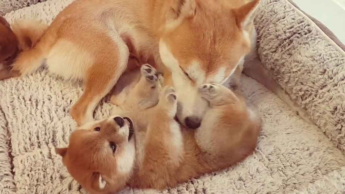 lee1221ee's tweet photo. Happy Mothers' Day ❤️🌹🚀
#ToTheMOM #Doge https://t.co/HKh5Wqrwxg