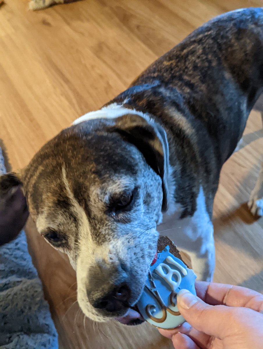 michellemarj's tweet photo. Our boy turned 12 yesterday.. Happy birthday Doyle!! https://t.co/4w1Lg84TcC