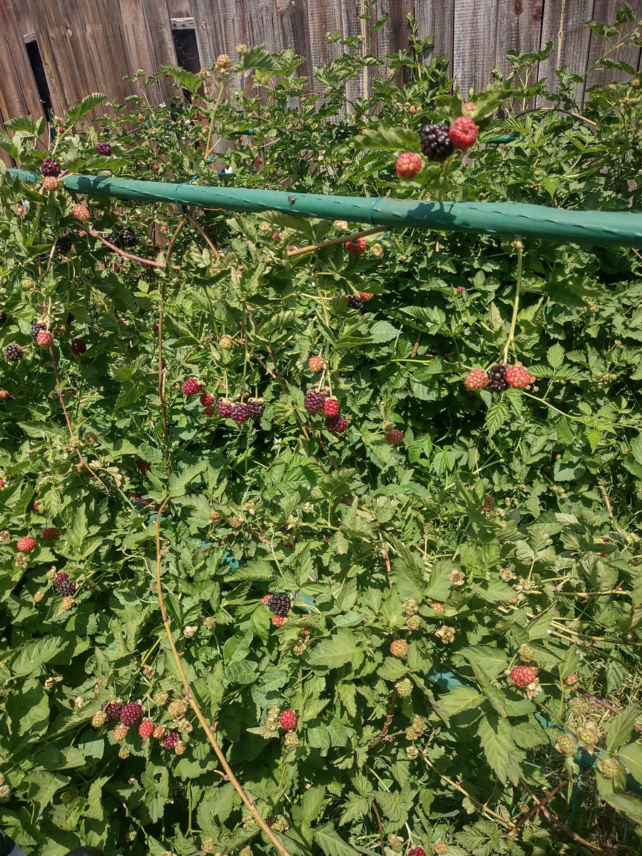 DavidShuck1's tweet photo. @knotts I'm into my third harvest year from my plant purchased in 2019. Anticipating over 4000 berries! https://t.co/GgJtZAY0Wz