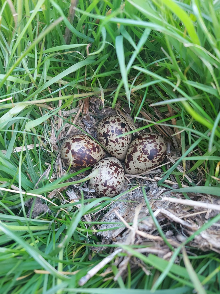 WilkoPalstra's tweet photo. Prachtige dag in het veld gehad!.Totaal zo’n 20 nesten kunnen opsporen en beschermen.
#drone #bfvw #nazorg https://t.co/ygVUCIAqPA