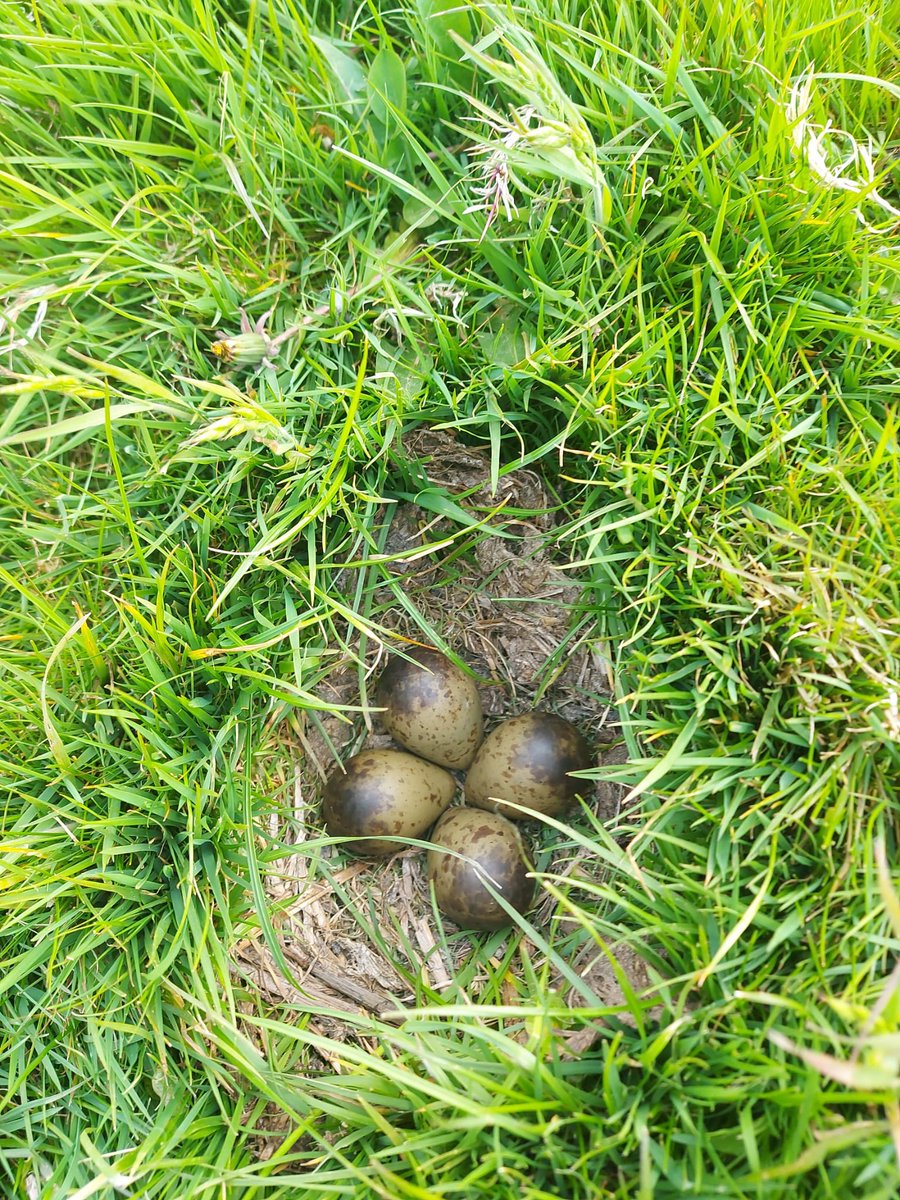 WilkoPalstra's tweet photo. Prachtige dag in het veld gehad!.Totaal zo’n 20 nesten kunnen opsporen en beschermen.
#drone #bfvw #nazorg https://t.co/ygVUCIAqPA