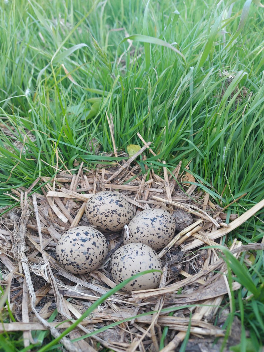 WilkoPalstra's tweet photo. Prachtige dag in het veld gehad!.Totaal zo’n 20 nesten kunnen opsporen en beschermen.
#drone #bfvw #nazorg https://t.co/ygVUCIAqPA