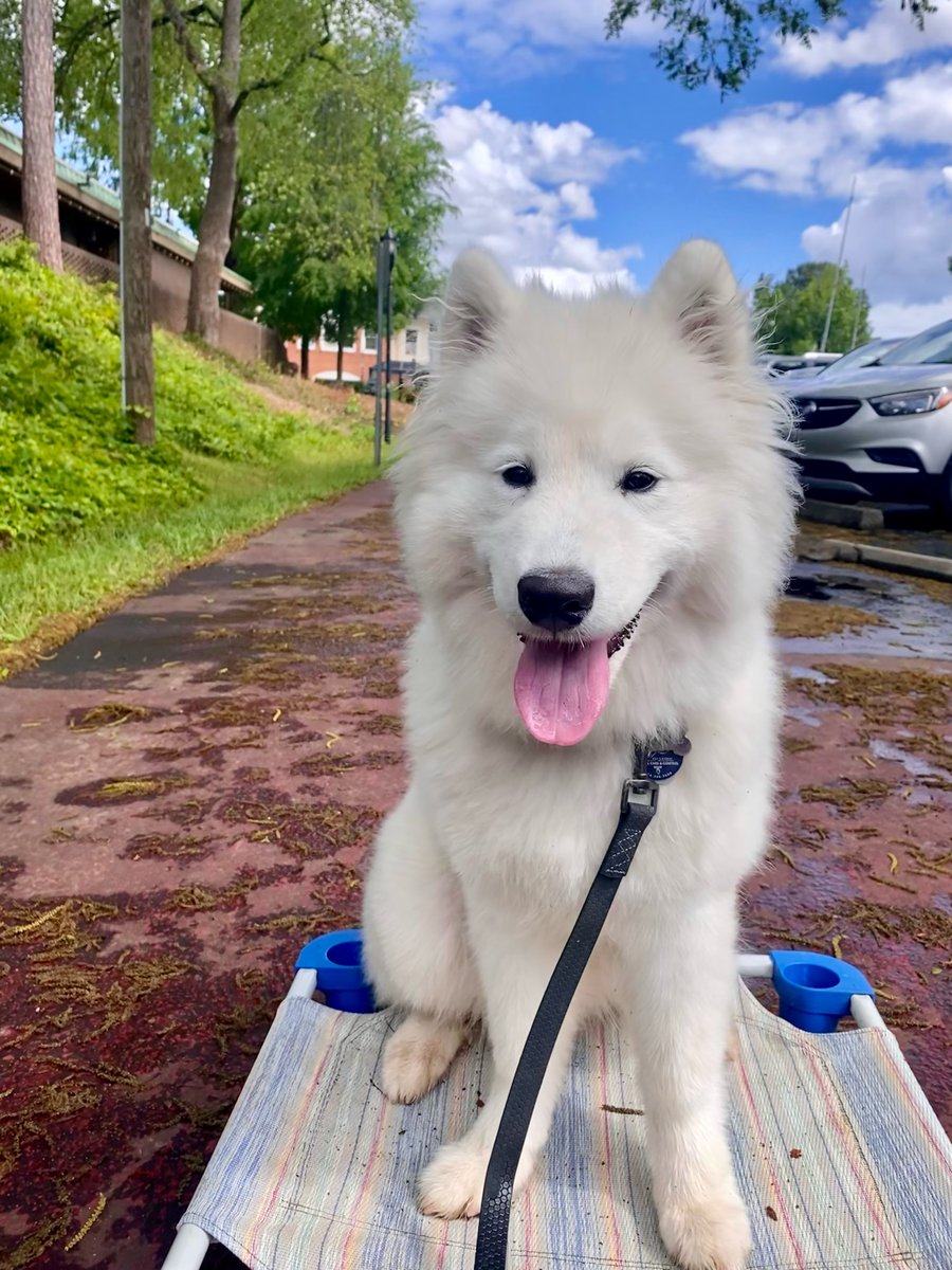 areyouunleashed's tweet photo. JumpStart Maisie is mastering her newest command, “place” on this sunny day!! 🐾☀️🤍 https://t.co/ksBej9zWLu