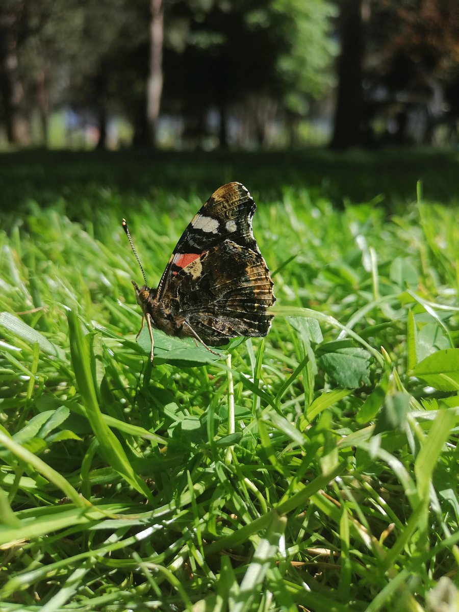 worldofnftt's tweet photo. Beautiful butterfly photo. https://t.co/kfeI5JwKo0