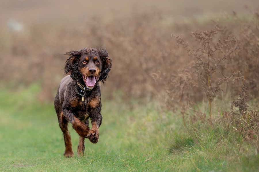 The_Animal_Team's tweet photo. #LostDog  at #Scammonden near #Huddersfield/#Halifax 6/5/22. Chipped, neutered and wearing a tag with contact number on. Any sightings please use link: https://t.co/CaJTdSTWnk #MissingDog #MissingSpaniel #dogsoftwitter https://t.co/ZvL5Wh9W3B