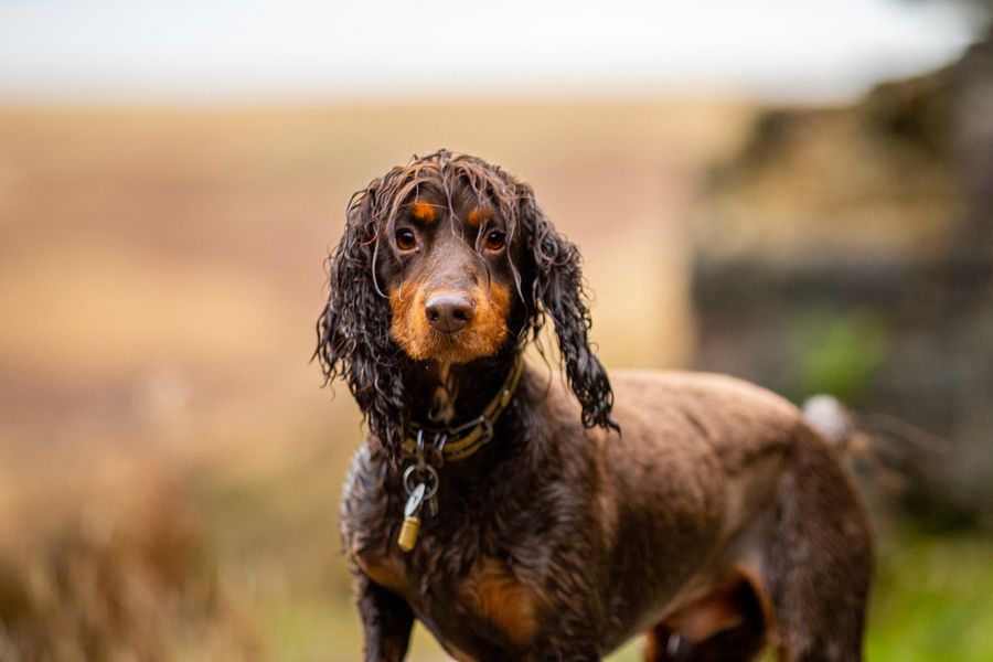 The_Animal_Team's tweet photo. #LostDog  at #Scammonden near #Huddersfield/#Halifax 6/5/22. Chipped, neutered and wearing a tag with contact number on. Any sightings please use link: https://t.co/CaJTdSTWnk #MissingDog #MissingSpaniel #dogsoftwitter https://t.co/ZvL5Wh9W3B