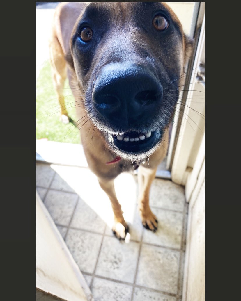 EssaClau's tweet photo. you've seen? Disappeared a couple hours ago today on Dover Av. San Pablo. He is a Belgian shepherd with the name of "Simón" has a collar and plate with the information of his owner. help! please if you see it contact us.  @SanPabloPolice @evergreenpet @AnimalPetMx @animalpetdr https://t.co/HLOtuYlNRz