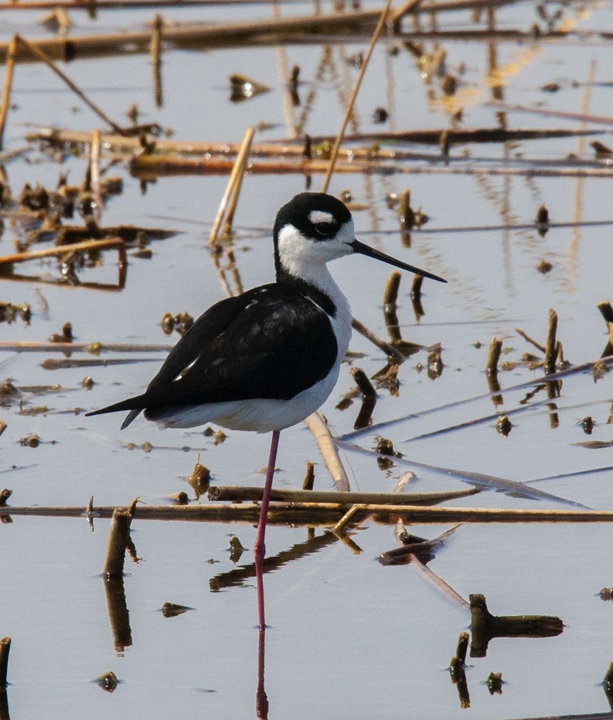 prairieguy2016's tweet image. This Black-necked stilt has only 1 leg. As I watched it perfectly hop around on 1 leg feeding, I think to myself, this Stilt still does what Stilts do. The next time I feel I want some pity, I am going to remember this Stilt. #lessonsfromnature #stilt #montana #prairie
