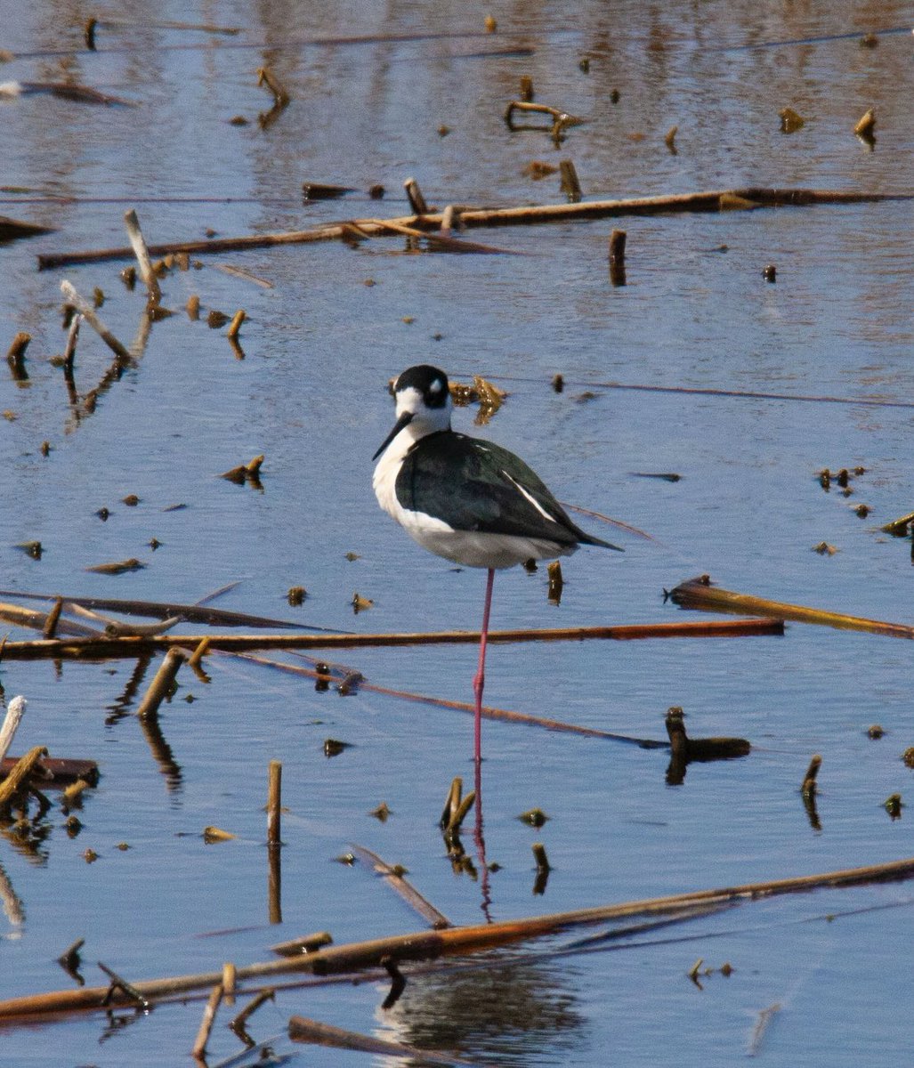 prairieguy2016's tweet image. This Black-necked stilt has only 1 leg. As I watched it perfectly hop around on 1 leg feeding, I think to myself, this Stilt still does what Stilts do. The next time I feel I want some pity, I am going to remember this Stilt. #lessonsfromnature #stilt #montana #prairie