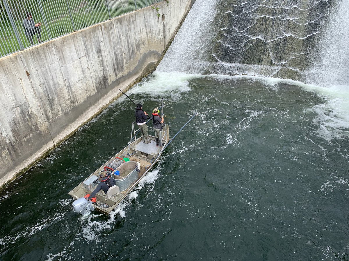 MJWeberLab's tweet photo. Conducted another spillway fish rescue, returning another 10 adult #muskies to the reservoir to improve fishing! Our new fish barrier should ensure they stay in the reservoir this time.
#FishIowa https://t.co/dPr0aFq5LA