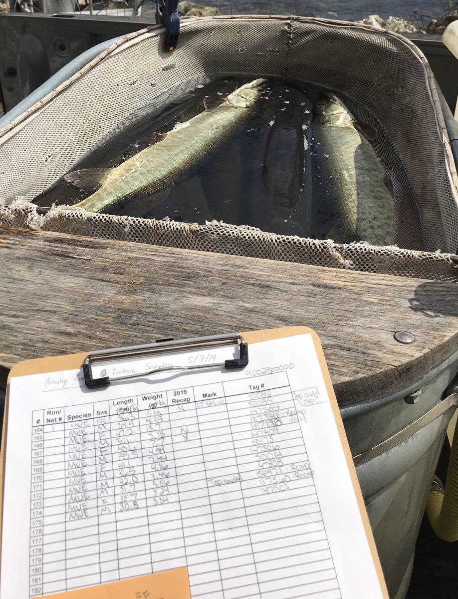 MJWeberLab's tweet photo. Conducted another spillway fish rescue, returning another 10 adult #muskies to the reservoir to improve fishing! Our new fish barrier should ensure they stay in the reservoir this time.
#FishIowa https://t.co/dPr0aFq5LA