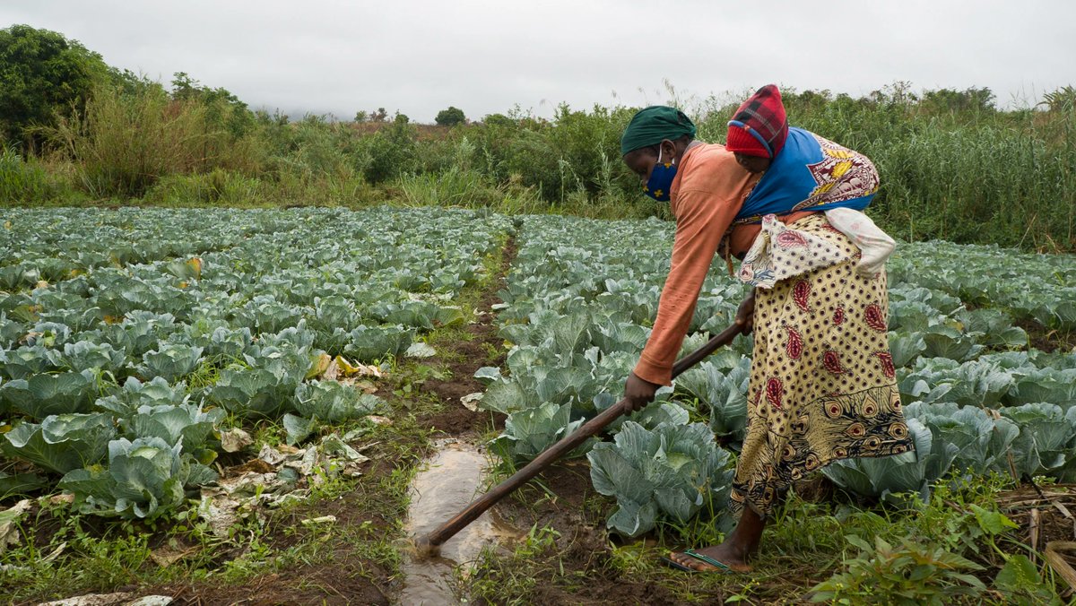 IFDCGlobal's tweet photo. Our TEAMS Project, funded by @SwedeninMz and implemented with @United_Purpose, AKSM, and the @AFAPPartnership, is boosting #foodsecurity and #climateresilience for 30,000-45,000 #farmers in #Mozambique. Learn about the project's work below.

https://t.co/dG7UOPZqoZ https://t.co/SC7nLVzBFW