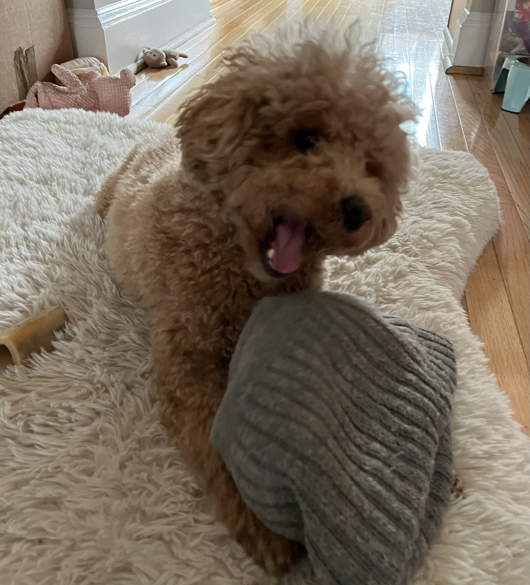 Taking my weekend <a href="/onepeloton/">Peloton</a> class

Instructor: YOU’RE A PREDATOR

Me: I’m a baby remi? *chomp*