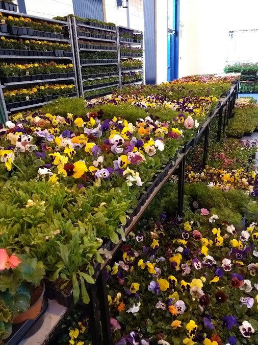 CCC Plant Sale tweet media