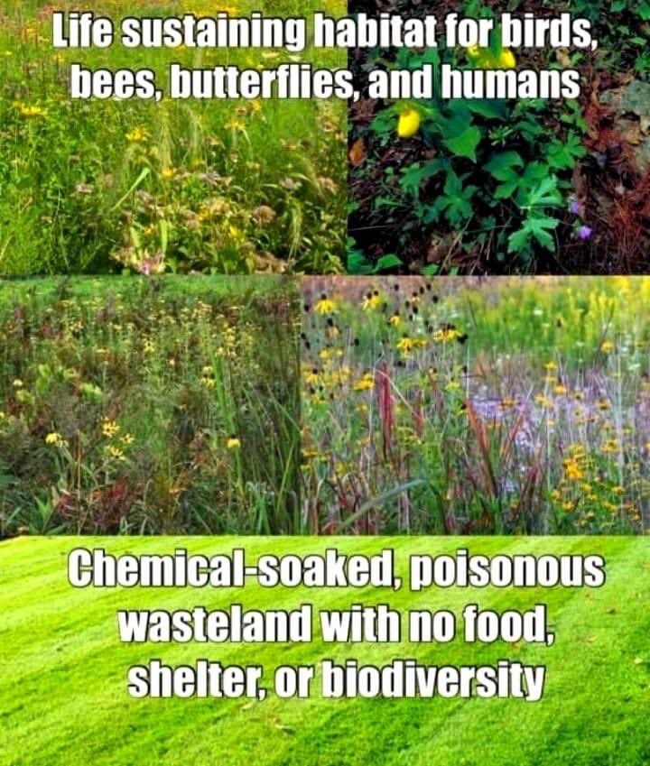 GoddessTales's tweet photo. #nochem #rethinklawns https://t.co/DUVFj5lbJA