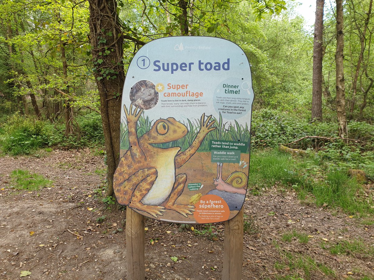 AtulsEarth's tweet photo. A few toad facts at Moors Valley! Round off this year's #AmphibianWeek with a small donation at the link below!
https://t.co/dQx0rpKAHH
#MoorsValley #ForestryEngland #Amphibians #Reptiles #Herpetology #Toads #SuperToad #Camouflage 🐸🌍 https://t.co/yLtQu0z3Wj
