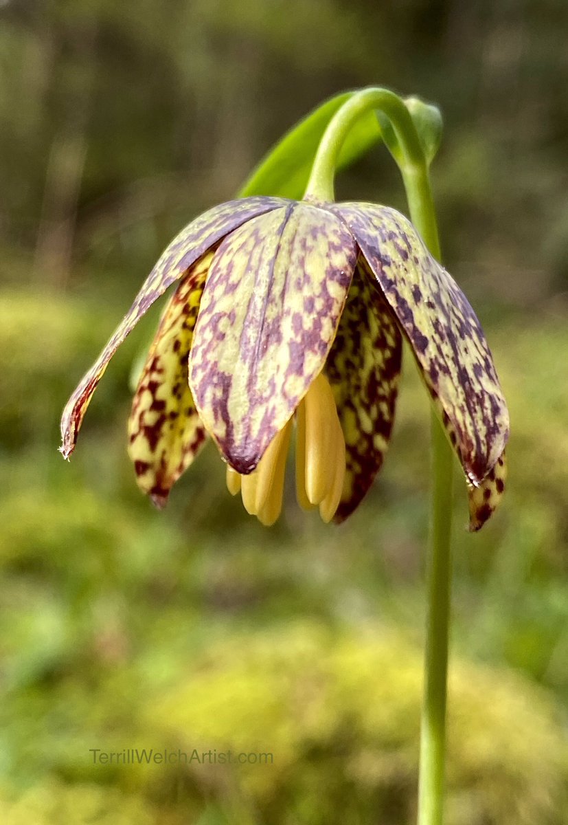May is wild Chocolate Lily  (Fritillaria lanceolata) season on Mayne Island in British Columbia. These are from my morning adventures into the woods. 

#chocolatelily #wildflowers #westcoast #MayneIslandBC #Mayflowers