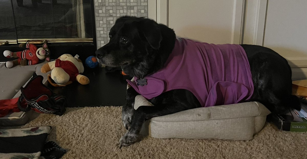 NellieChester's tweet photo. I can fit in any bed with my thunder shirt #ncstorms #thunderstorms #dogsoftwitter #SeniorPupSaturday https://t.co/TjBcGorxzP