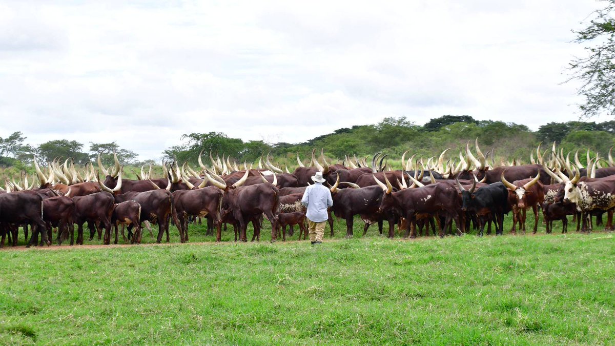 east_facts's tweet photo. IMAGES: Uganda's president Yoweri Museveni looking after his cows in Kisozi, Gomba district in central Uganda. https://t.co/IsfwRGszTY