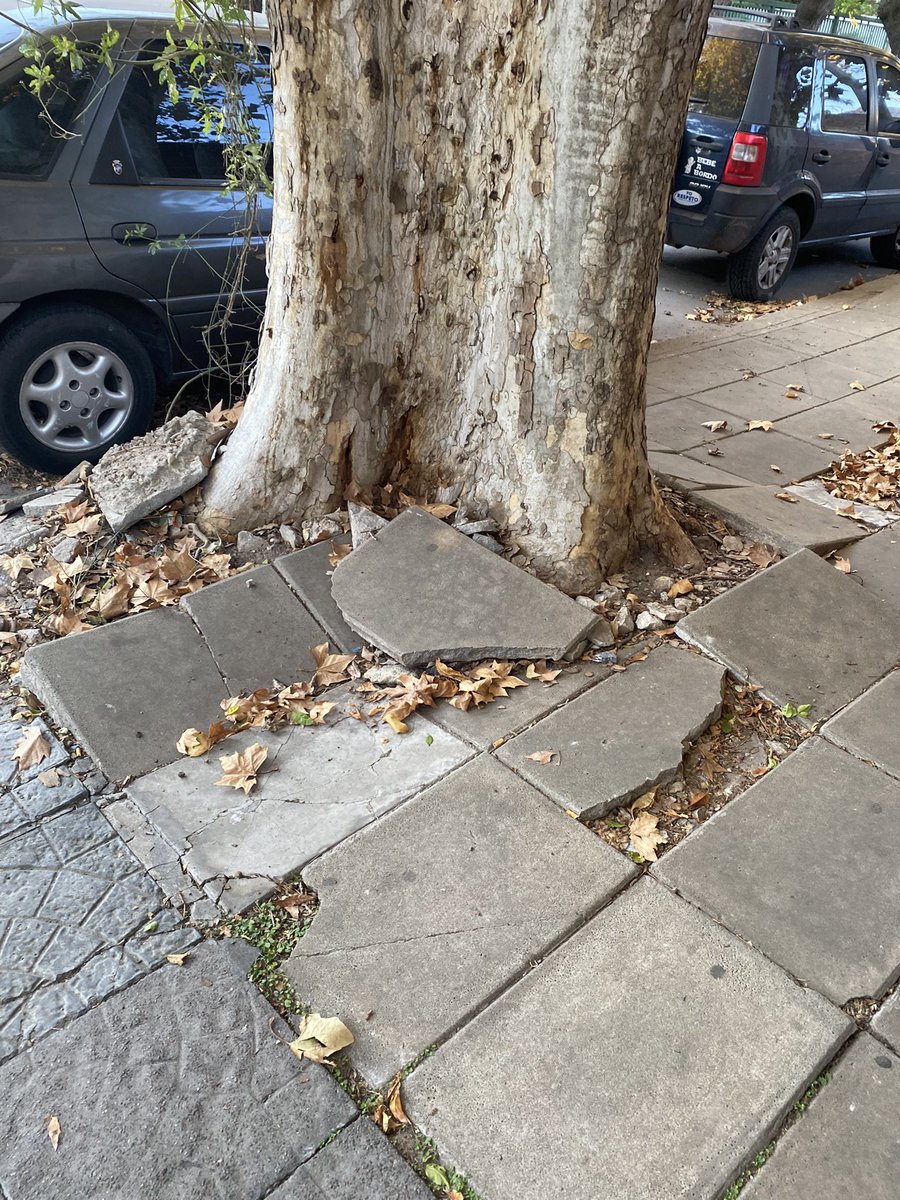klaussMo's tweet photo. @Coto_Ar @soledadmartinez @defensorvlopez @hcdvicentelopez @NacerVLopez  las veredas del estacionamiento de coto ( Av San Martín al 3000) : coto indica que es un tema municipal y que no pueden solucionarlo . Mientras los viejos se caen , Soledad se podrá hacer algo? https://t.co/fyB536D4P0