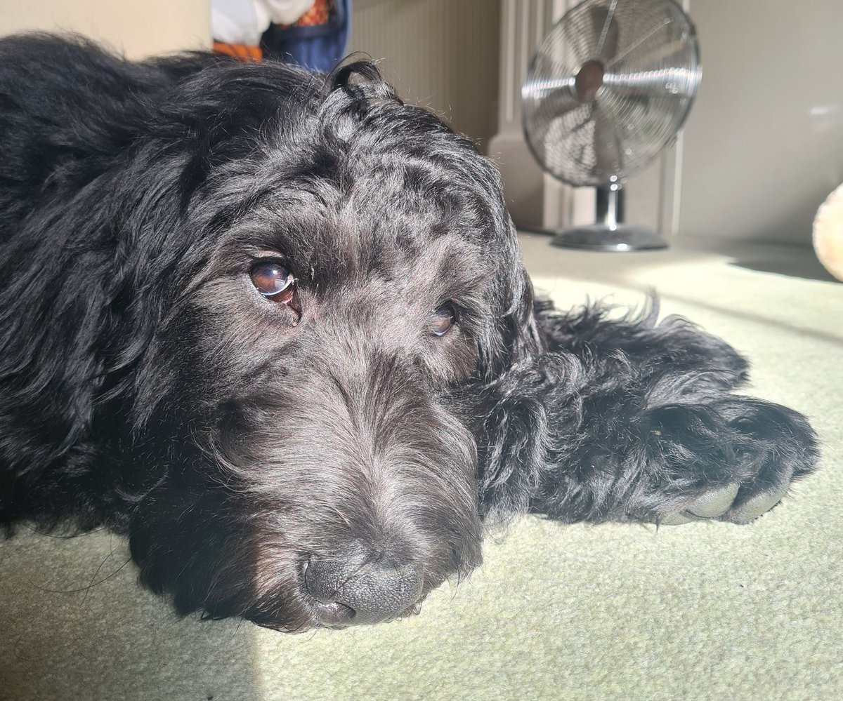 rhialucy's tweet photo. uh oh forgot to mention I became a dog mum https://t.co/bmGjJ8BViS