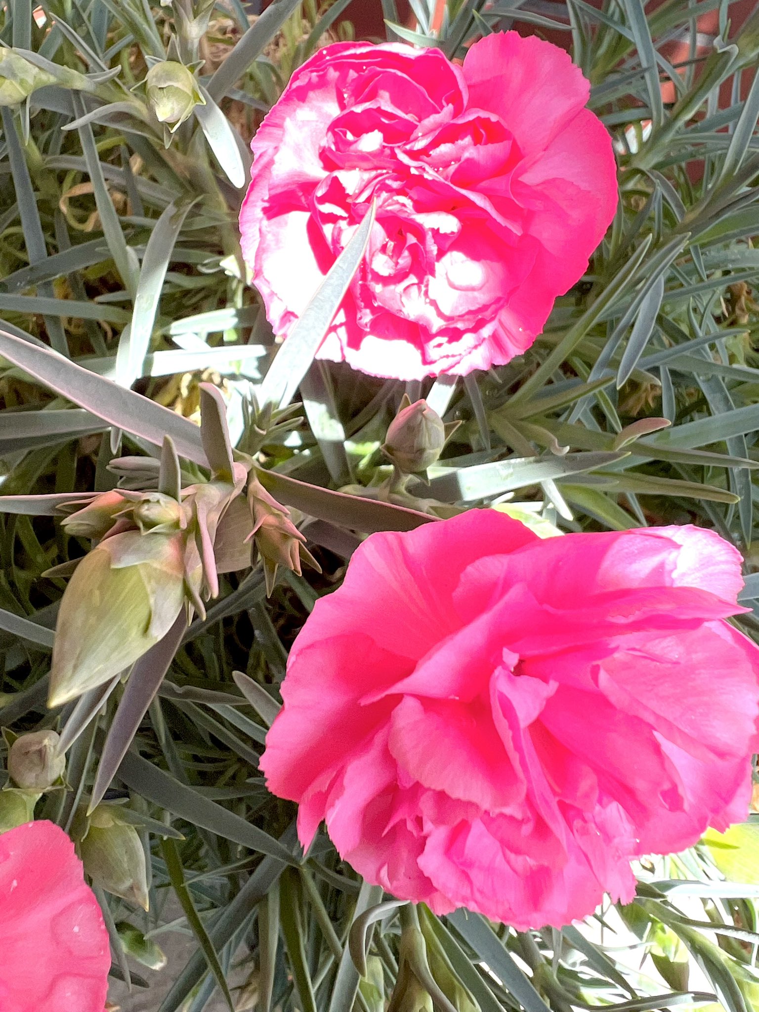 Kimeru 母の日 前に贈ったカーネーションが今年も咲いてる 今日は17輪 冬にも1輪咲いてたりするから年中咲いてるw 今年は色々とバタバタしてるから落ち着いてたら美味しいもの食べる予定 T Co Acse6m16yt Twitter