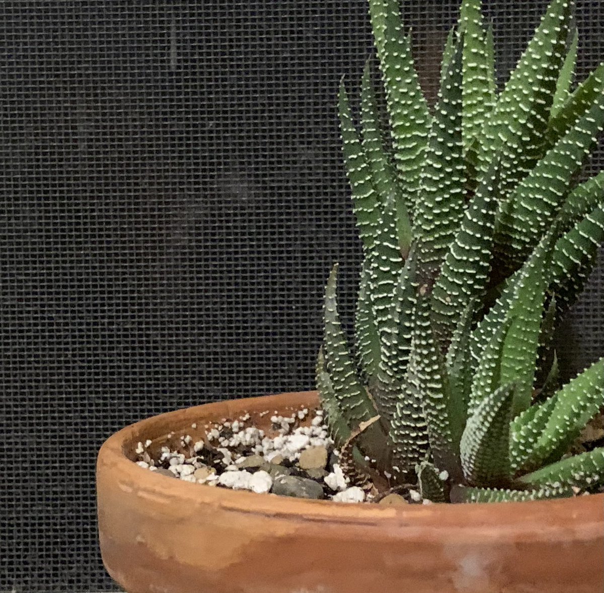 Bill_Flood's tweet image. 2-for-1 #MayPatternChallenge