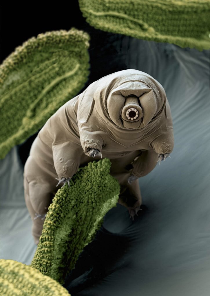 neorsd's tweet photo. not sure the cat ears were even necessary.

tardigrades (also known as water bears) are already nature’s cutest and heck i’d say cuddliest microorganism and we see them often in our water quality analysis efforts.😘 https://t.co/y7oIStkiCH