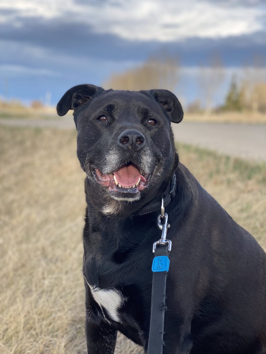 The most handsome boy. Our Ted. #DogsofTwittter #pupper #doggo #dogsofyyc #yyc #rockyviewcounty <a href="/CochraneHumane/">Cochrane Humane</a> #AdoptDontShop #rescue