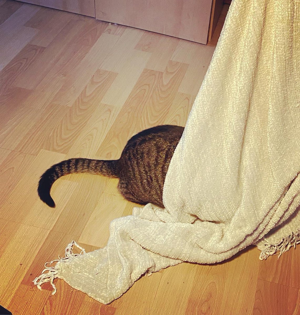 howiebeane's tweet photo. Here’s Ned on Caturday!
#nedsays #cats #nedthecat #CatsOfinsta #CatsOninsta #nedsofinsta #santacruz #catsofsantacruz #johnnybeane #johnnybeanetv #Caturday #caturdaynight https://t.co/T5yr20blv4