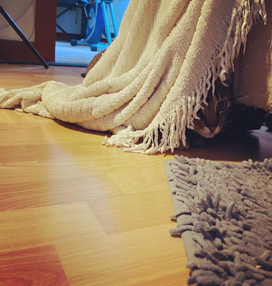 howiebeane's tweet photo. Here’s Ned on Caturday!
#nedsays #cats #nedthecat #CatsOfinsta #CatsOninsta #nedsofinsta #santacruz #catsofsantacruz #johnnybeane #johnnybeanetv #Caturday #caturdaynight https://t.co/T5yr20blv4